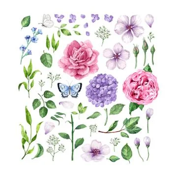 Big set of Flowers roses, hydrangea, apple tree flowers , leaves, petals and Illustrazione stock