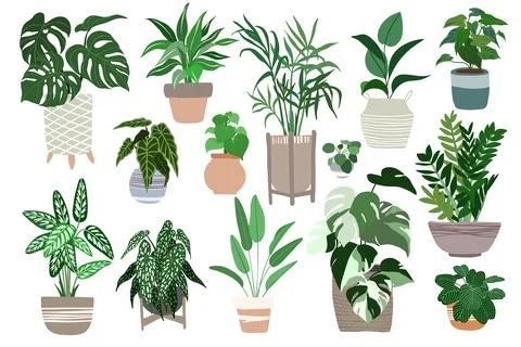 Big set of home plants in pots, scandi design Stock Illustration