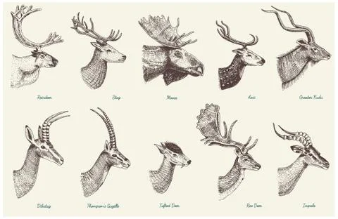 How to Draw Horns and Antlers