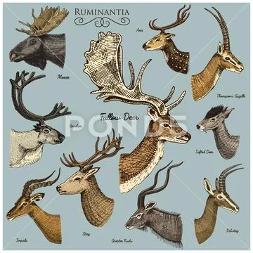 Big set of Horn, antlers Animals moose or elk with impala, gazelle and greater Stock Illustration