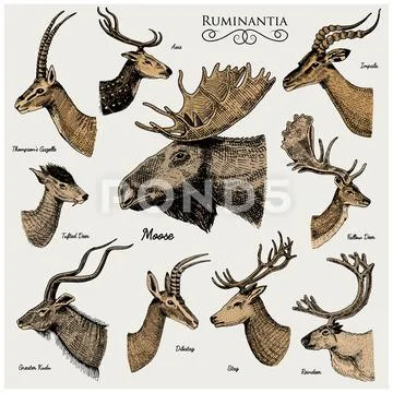 Big set of Horn, antlers Animals moose or elk with impala, gazelle and greater Stock Illustration
