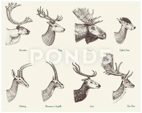 Big set of Horn, antlers Animals moose or elk with impala, gazelle and greater Stock Illustration