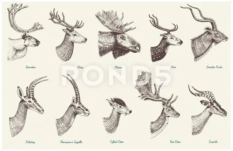 Big set of Horn, antlers Animals moose or elk with impala, gazelle and greater Stock Illustration