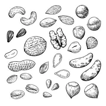 Big set of nuts and seeds. Black and white sketch illustration in engraving.. Stock Illustration