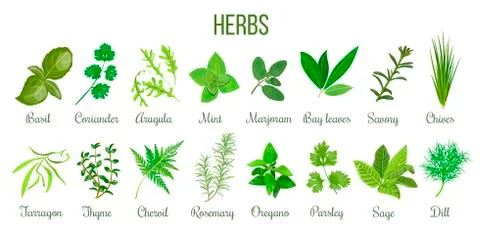 Big set of realistic culinary herbs. sage, thyme, rosemary, basil Stock Illustration