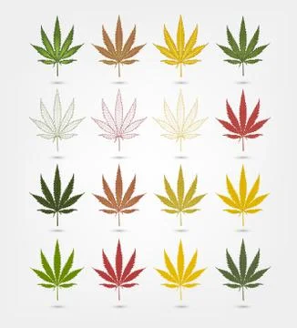 Big set of realistic marijuana leaf. Cannabis plant. Stock Illustration