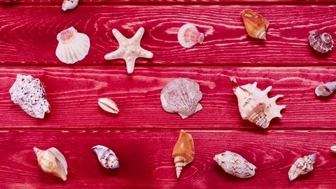Big Set of Sea Shells Stock Footage 72672134