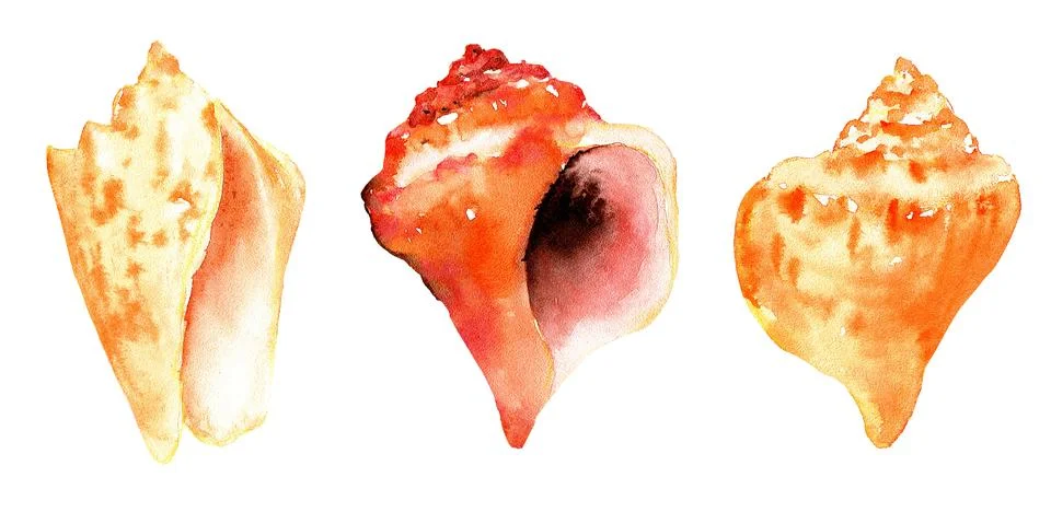 Big set of seashells on an isolated white background, hand drawing painting Stock Illustration