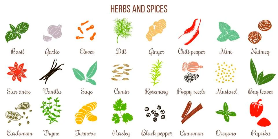 Big set of simple flat culinary herbs and spices . Silhouettes Stock Illustration