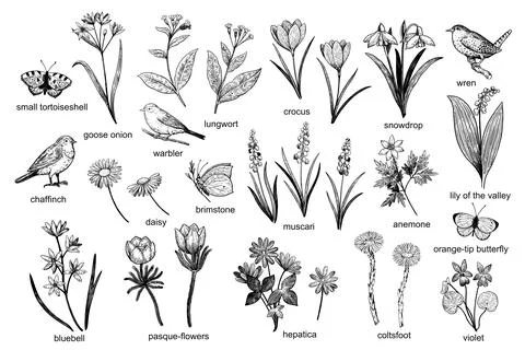 Big set of spring nature design elements: flowers, birds and butterflies. H.. 스톡 일러스트