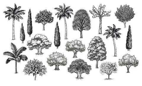 Big set of trees. Stock Illustration