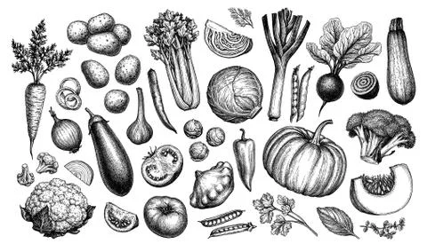 Big set of vegetables. Illustrazione stock