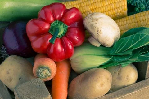 Big set of vegetables Stock Photos