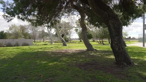 Big shade under the trees, slow motion on a spring day Stock-Footage 234237184