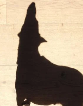 Big shadow of a small dog Stock Photos