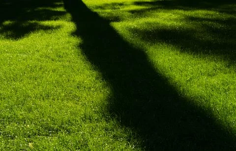 Big shadow on spring green grass in the park. Abstract nature background. Sum Stock Photos