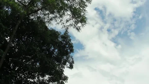 Big shady tree on the background of clouds and blue sky Stock Footage 197644681