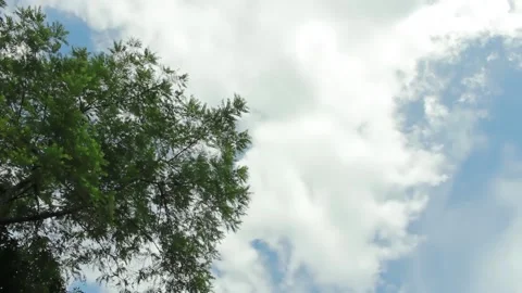 Big shady tree on the background of clouds and blue sky Stock Footage 197644718