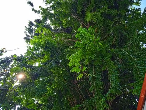 Big shady tree Stock Photos