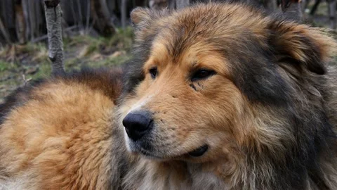 A big shaggy stray dog resting on the ground. Stock Footage 154384953