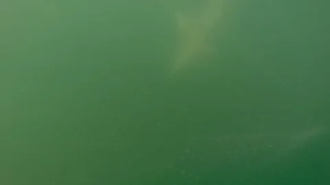 Big Shark Caught on Artificial Lure Stock Footage 92798554