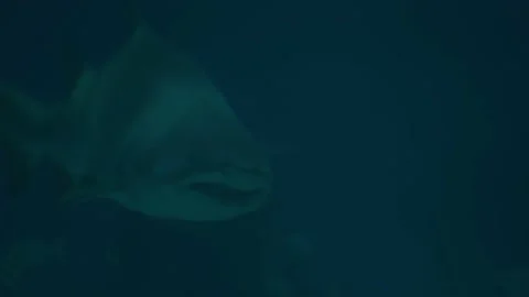 Big shark making a slow left turn in dark waters Stock Footage 221731633