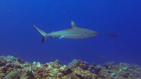 Big shark in the pacific ocean Stock Footage 50798722