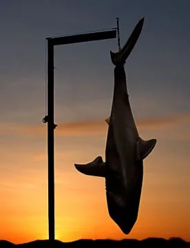 Big Shark Stock Photos