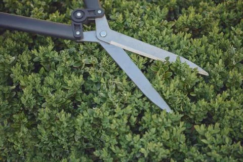 Big sharp hedge shears are on an overgrown green shrub, on backyard. Landscaping Stock Photos