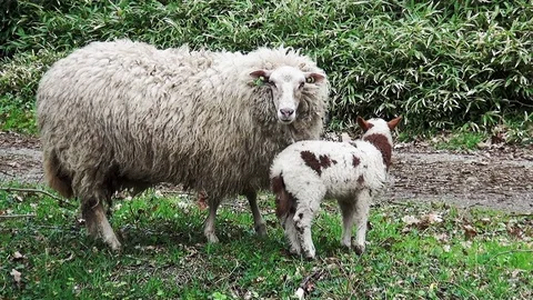 Big sheep with brown white lamb Stock Footage 105561397
