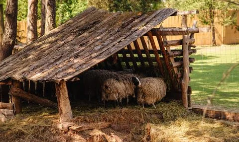 The big sheep eats in the stable Stock Photos