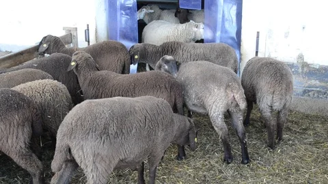 Big sheep on the farm Stock Footage 124284181