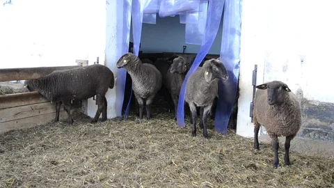 Big sheep on the farm Stock Footage 124284255