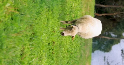 Big sheep grazing Stock Footage 264977456