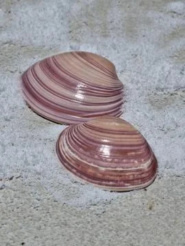 Big shell and small shell Foto stock