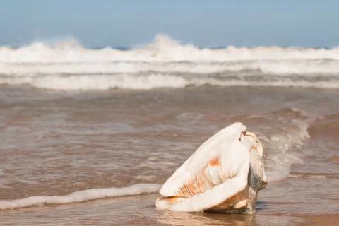 Big Shell on the beach Stock Photos