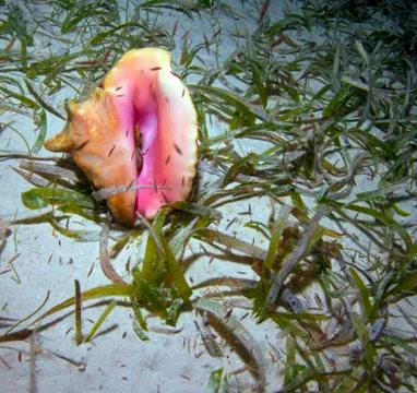 Big shell on the bottom at night, cuba Stock Photos
