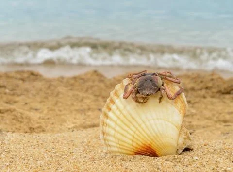 Big shell with crab on the sandy beach. Close up. 스톡 사진