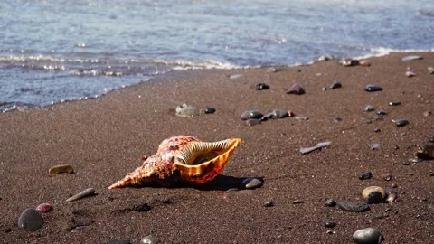 Big shell on the sandy beach. Stock-Footage 156013235