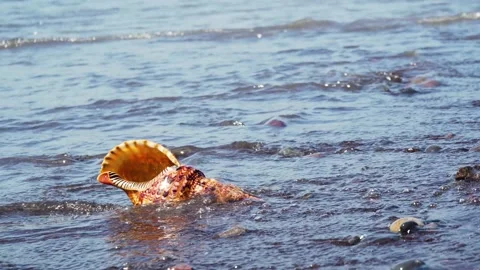 Big shell on the sandy beach. Stock Footage 156457013