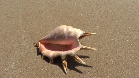 Big shell on sandy beach Stockbeeldmateriaal 334860352