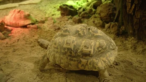 Big shell star tortoise walking around sandy dry habitat in indoor reptile Stock Footage 260389662