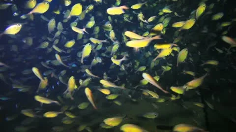Big shoal Bait fish inside the ship wreck Stock Footage 22637746