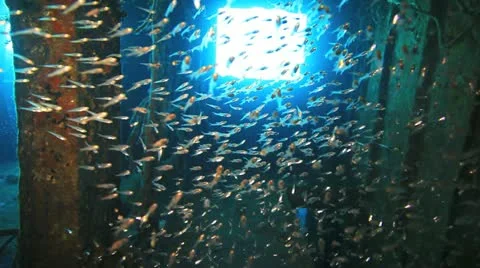 Big shoal Bait fish inside the ship wreck Stock Footage 22637748