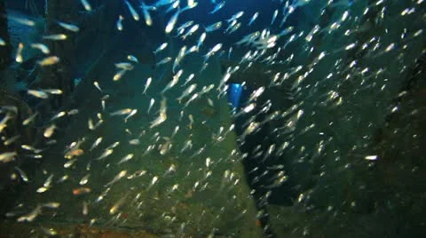 Big shoal Bait fish inside the ship wreck 库存影片 22637752