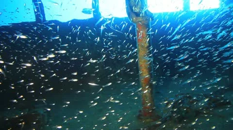 Big shoal Bait fish inside the ship wreck Stock Footage 22637757