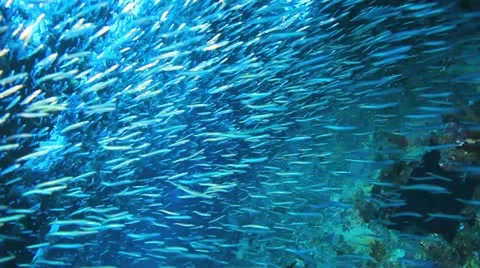 Big shoal Bait fish inside the ship wreck Stock Footage 22637761