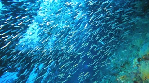 Big shoal Bait fish inside the ship wreck Stock Footage 22637764