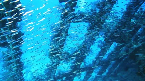 Big shoal Bait fish inside the ship wreck Stock Footage 22637768