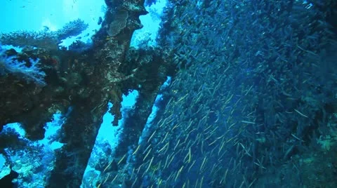 Big shoal Bait fish inside the ship wreck Stock Footage 22637856